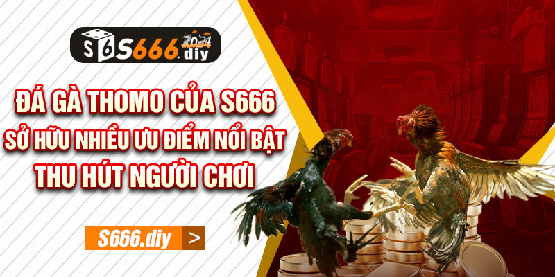 Đá gà Thomo của S666 sở hữu nhiều ưu điểm nổi bật thu hút người chơi